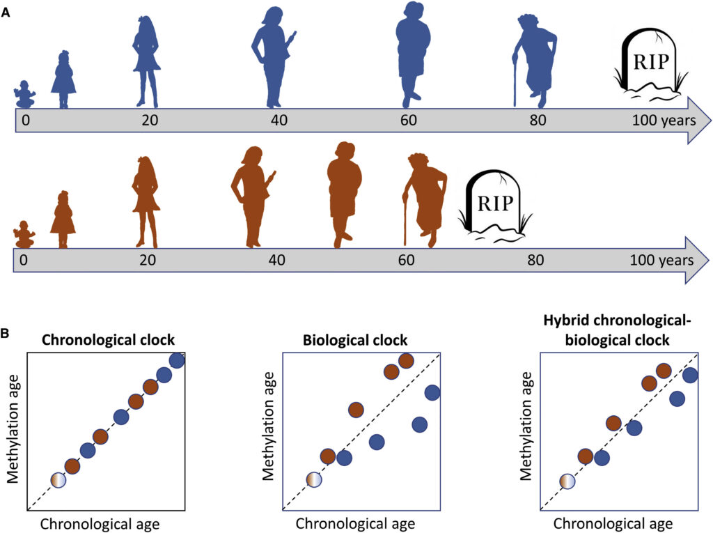 graphic comparing epigenetic and chronological aging