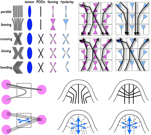 Diagram showing five fiber configurations: parallel, fanning, crossing, kissing, and bending, with their corresponding tensor, PDDs, and polarity representations, and illustrative vector field diagrams.