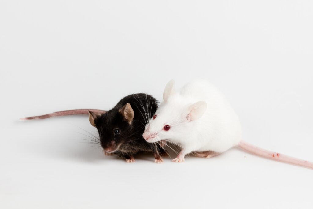 two mice interacting