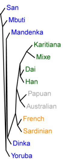 A simplified phylogenetic tree showing the relationships between various human populations, with names in blue, green, orange, and gray text on a white background.