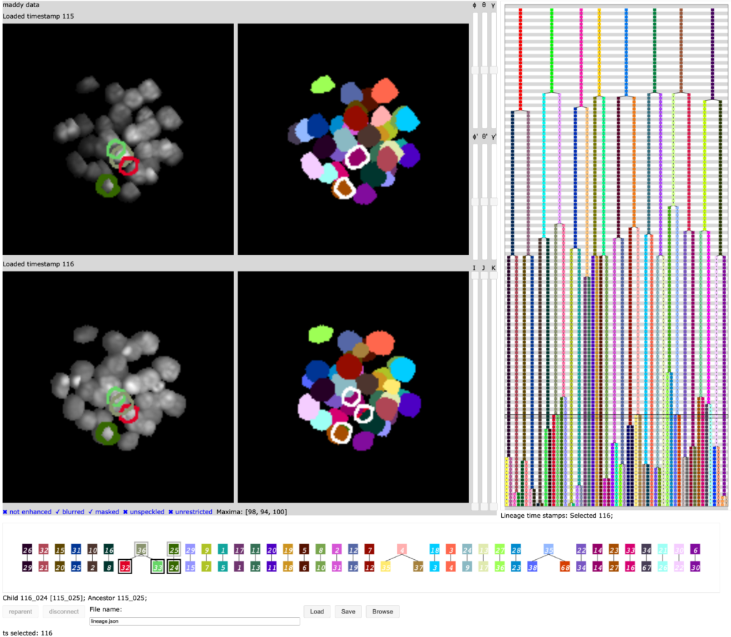 A scientific software interface displays segmented cell images, color-coded cell tracking, dendrogram trees, and analysis panels, used for studying cell lineage and division over time in microscopy data.