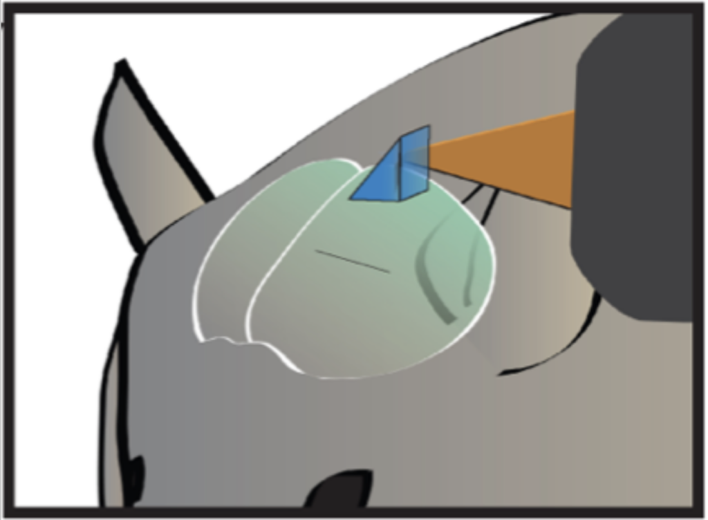 Illustration showing how a microprism enables virtually simultaneous two-photon and wide-field imaging.