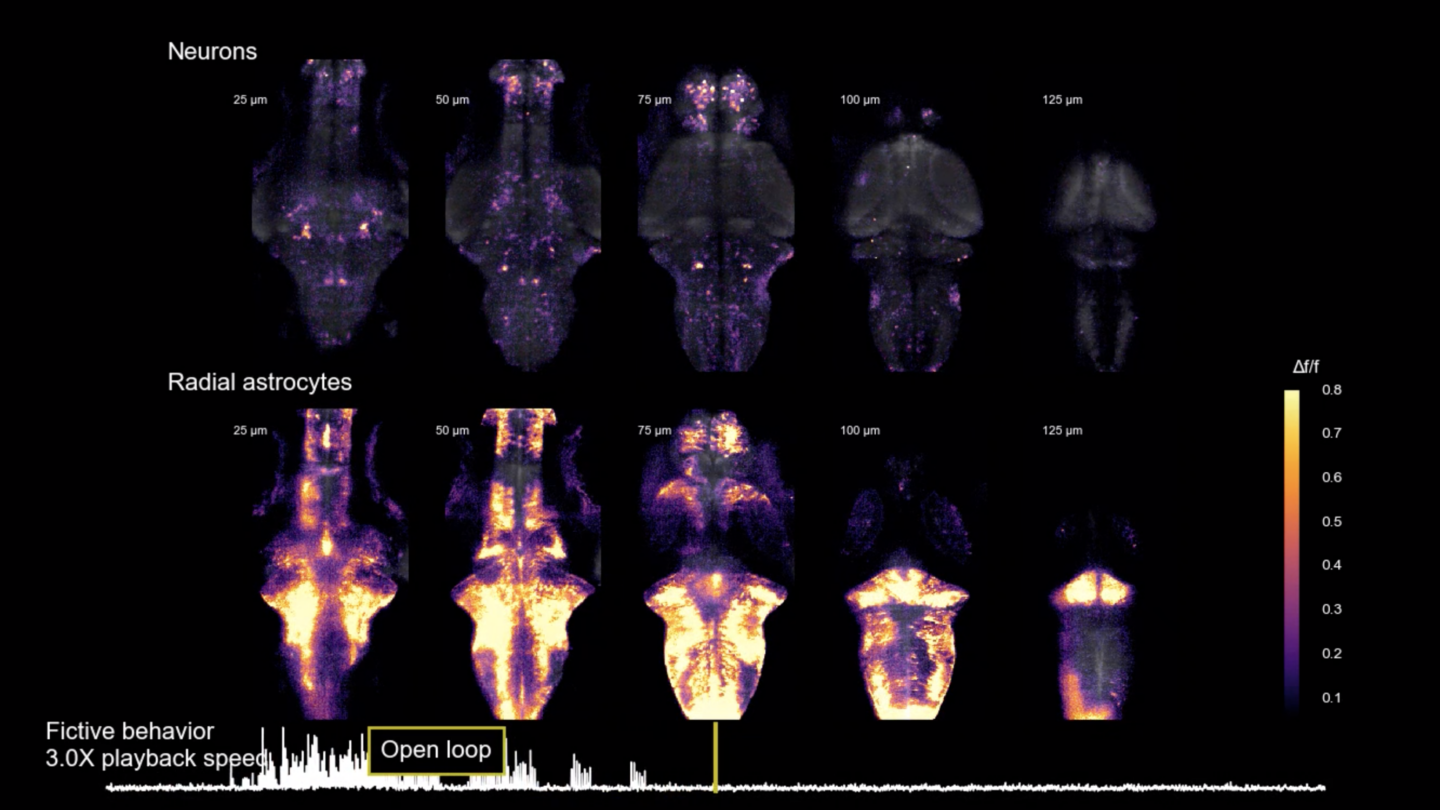 Calcium activity in radial astrocytes peaks after a futile swim attempt (marked by white lines at bottom