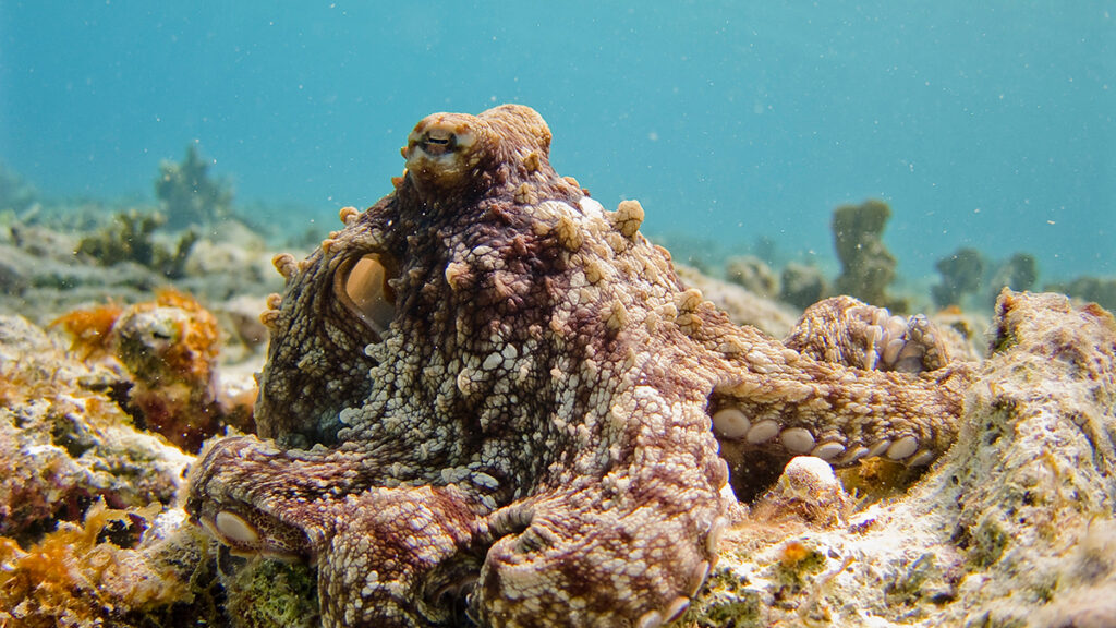 Octopus adjusts its fear behavior depending on the intensity of a threat