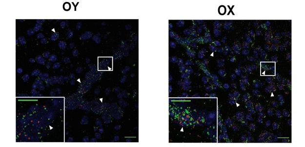 A microscopy image of cells.