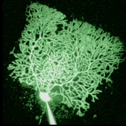 Densely branched Purkinje cells receive a variety of inputs