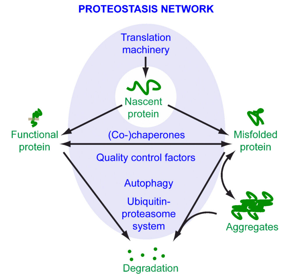 Diagram showing proteostasis network