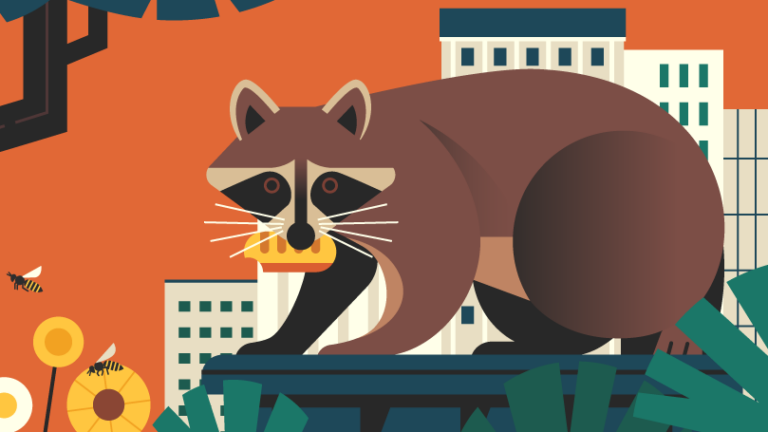 Racoon foraging