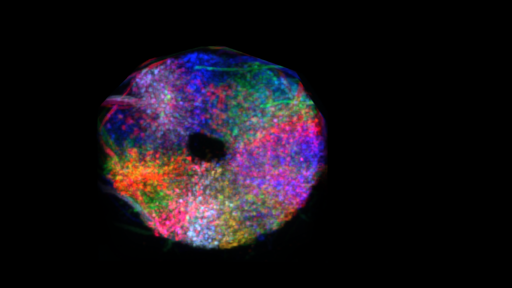 Compass neurons in the ellipsoid body labelled various colors