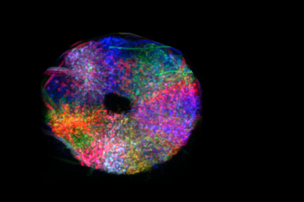 Compass neurons in the ellipsoid body labelled various colors
