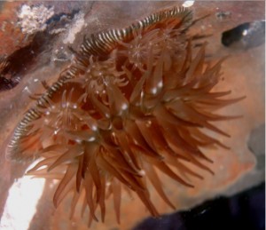 A close-up of a brown sea anemone attached to a rock, showing its many tentacles and textured oral disc in underwater lighting.