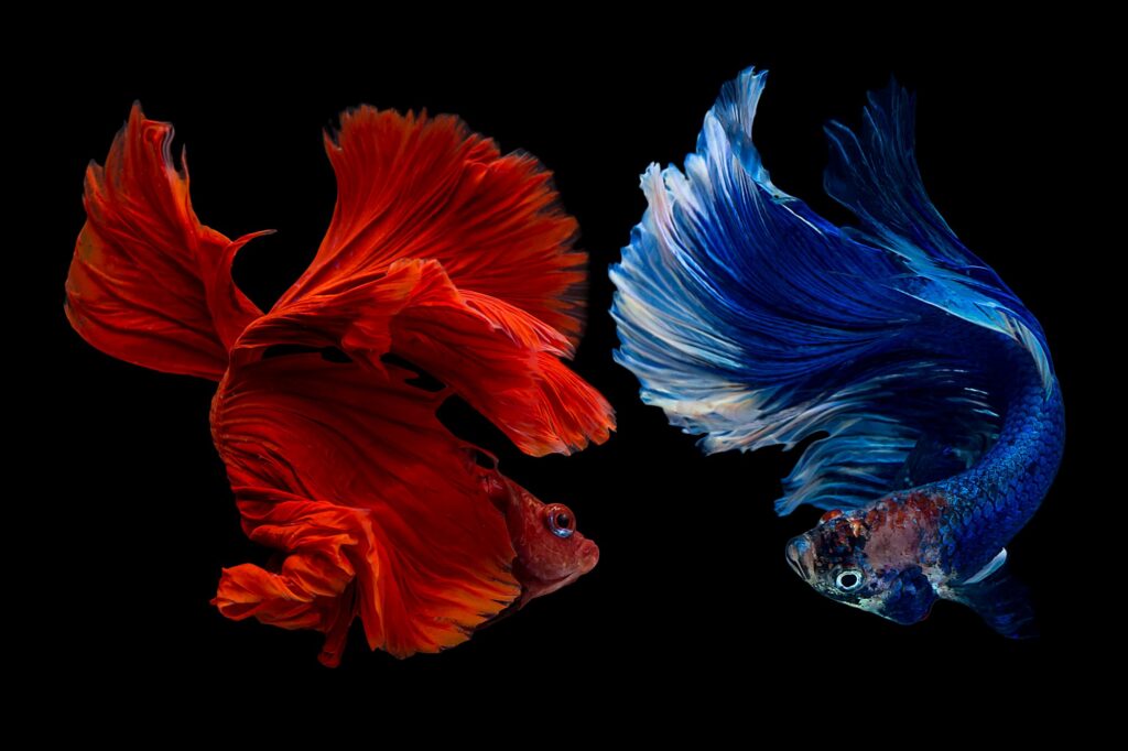 red and blue siamese fighting fish
