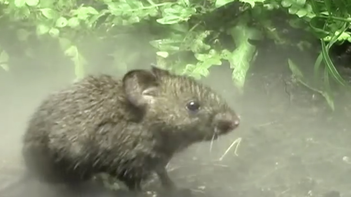 Up close image of mouse on dirt in front of greenery