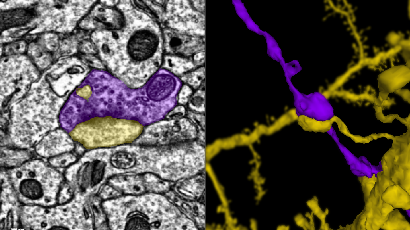 Two neurons forming a synapse. The electron microscopy image appears on the left and the three-dimensional reconstruction on the right