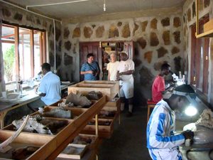 Several people work at desks examining items and using microscopes in a stone-walled room, while others stand and observe. Fossils or bones are displayed in trays on the tables.