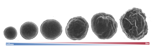 Six round objects increase in size and wrinkling from left to right, with a blue-to-red bar below labeled Stiffness on the left and Size on the right, indicating changes in physical properties.