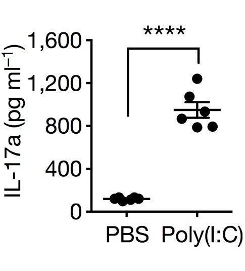 Dot plot showing IL-17a levels in PBS vs Poly(I:C) groups. Poly(I:C) group has higher IL-17a (~1000–1400 pg/ml), while PBS is near zero. Asterisks () denote statistical significance.
