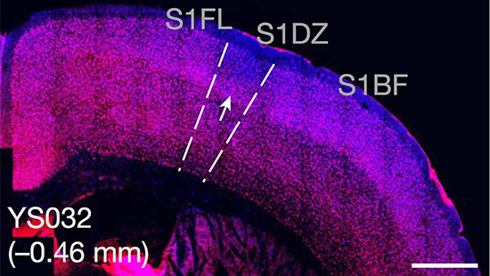 Fluorescent-stained brain slice showing labeled regions S1FL, S1DZ, and S1BF, with dashed lines and an arrow indicating specific areas. White text and a scale bar are present.