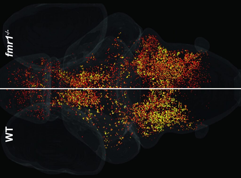 Image of neurons in brain