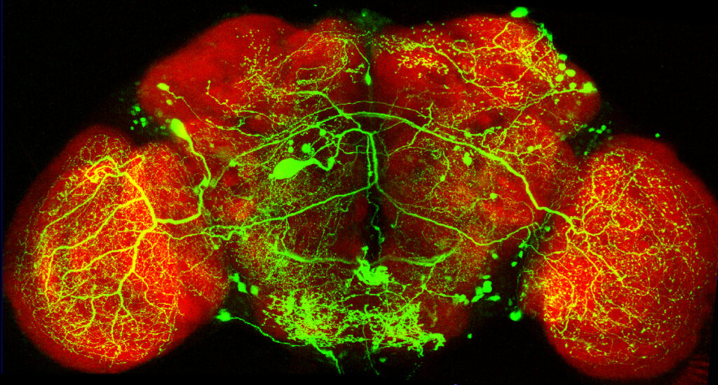 Fluorescent microscope image of a brain showing red and green neural networks and structures, with branching patterns connecting across both hemispheres on a black background.