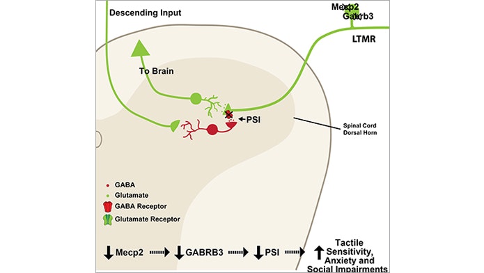 Diagram of neural pathways showing GABA and glutamate interaction in the spinal cord dorsal horn, with arrows indicating brain input and effects on tactile sensitivity, anxiety, and social impairments related to Mecp2 and GABRB3.