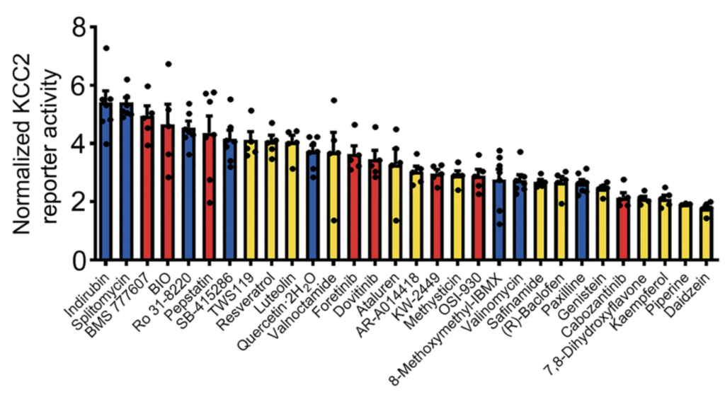Image of Boosting KCC2 activity