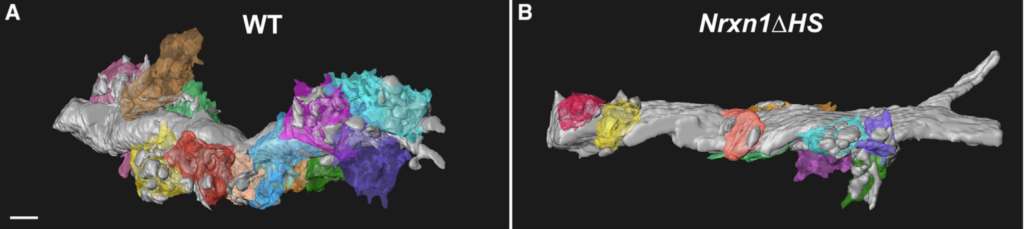 IMage of Glycan modification of neurexin mediates synapse development