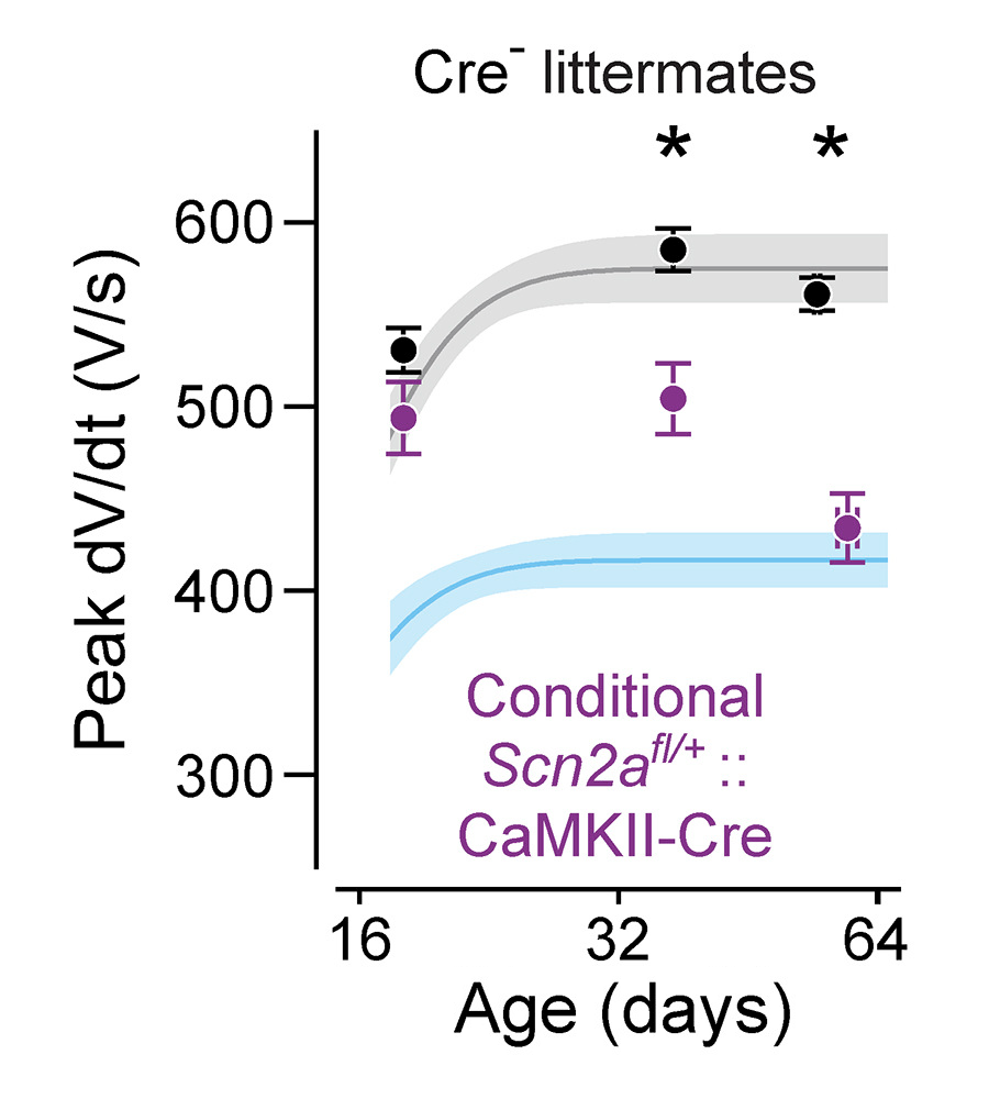 Line graph showing peak dV/dt (V/s) versus age (days) for Cre- littermates (black) and Conditional Scn2afl/+::CaMKII-Cre (purple). Cre- group is higher, with significant differences marked by asterisks.