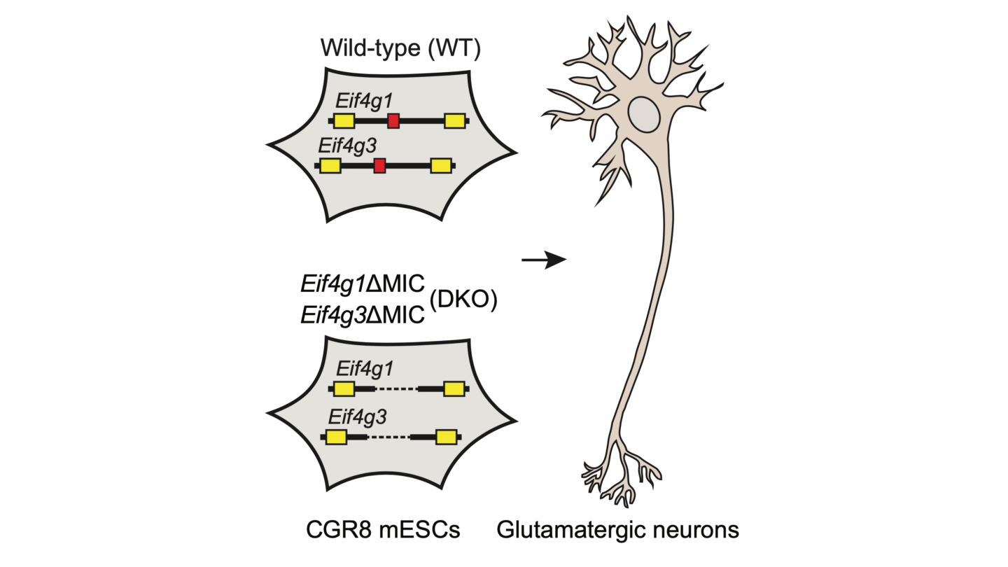 Image of nerve cells