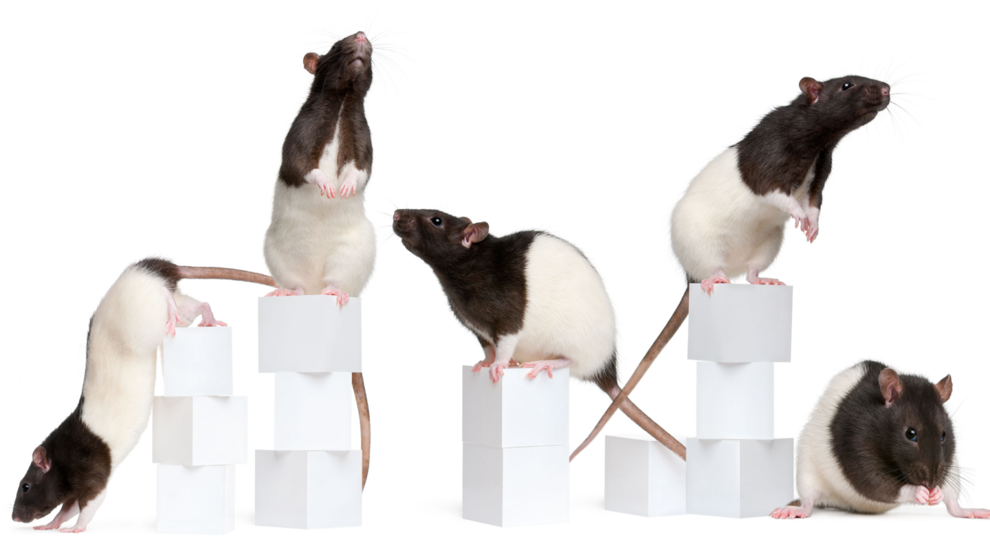 Five black and white rats stand or sit on and around stacks of white cubes against a plain white background. Each rat is in a different pose, showing curiosity and alertness.