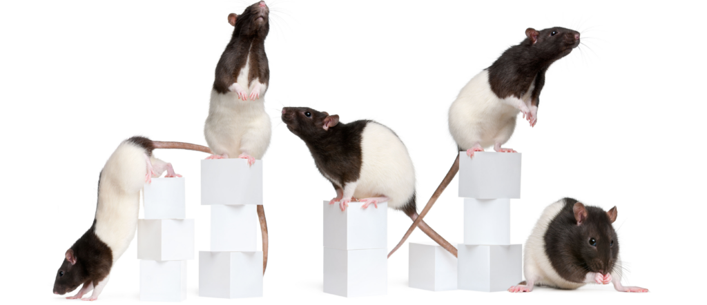 Image of C7Y32Y Fancy Rats