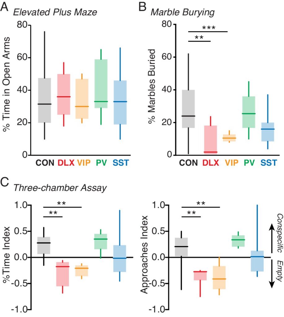 Box plots showing behavioral test results for groups labeled CON, DLX, VIP, PV, and SST in (A) elevated plus maze, (B) marble burying, and (C) three-chamber assay, with significance indicated by asterisks.