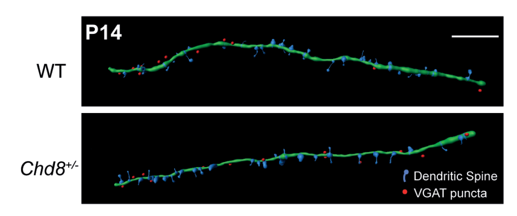 reconstructions of basal dendrites and spines