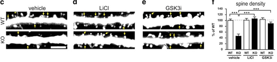 Microscope images show dendritic spines (yellow arrows) in WT and KO mice under vehicle, LiCl, and GSK3i treatments. A bar graph shows spine density quantification with statistical significance indicated.