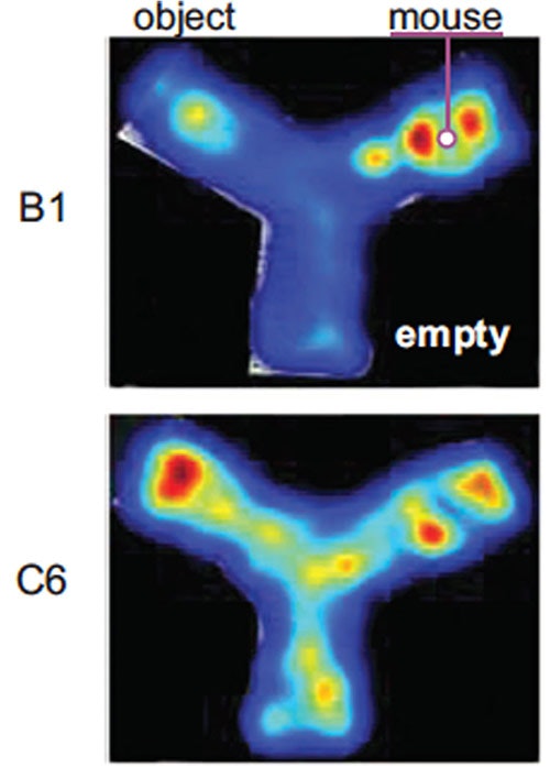 Two heatmap images labeled B1 and C6 show a Y-shaped maze. B1 has high activity near a labeled mouse; C6 shows distributed activity across the maze branches.
