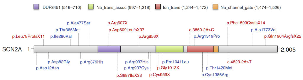 Diagram of the SCN2A gene showing colored domains and labeled mutations above and below the gene, with domain names and amino acid changes indicated.