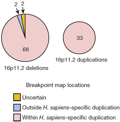 Two pie charts show 68 deletions and 33 duplications in 16p11.2, categorized as uncertain, outside, or within H. sapiens-specific duplication, with most variants within the duplication.