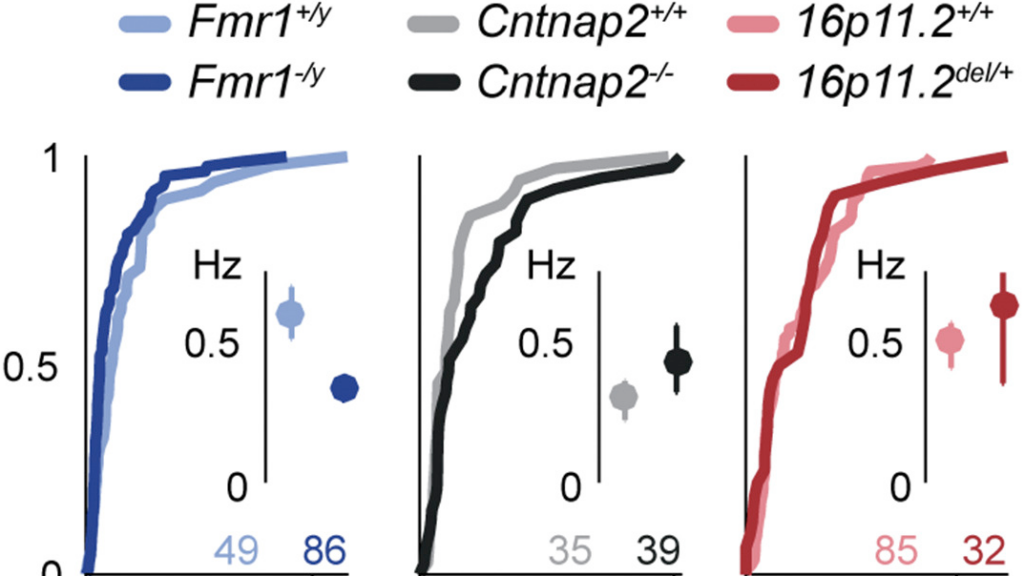 Three line graphs display cumulative distributions with colored curves and matching dots for genetic variants Fmr1, Cntnap2, and 16p11.2. X-axes show frequency in Hz, and sample sizes are listed at the bottom of each panel.