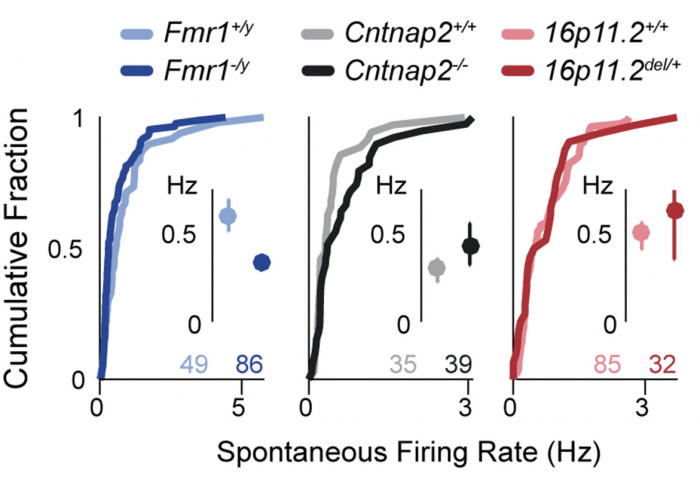 Three graphs show cumulative fractions of spontaneous firing rates (Hz) for different genotypes: Fmr1, Cntnap2, and 16p11.2, each with two lines and mean ± SD values, and sample sizes labeled in matching colors.