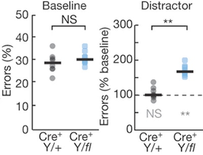 Two scatter plots comparing errors (%) for Cre+ Y/+ and Cre+ Y/fl groups at baseline and during a distractor task. Baseline shows no significant difference; distractor shows significant increase in errors for Y/fl.