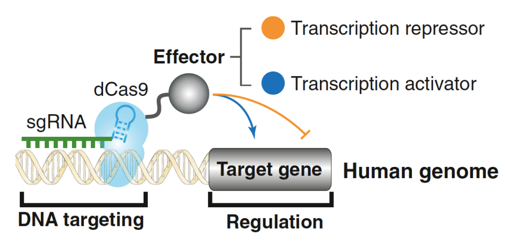 Image od gene dCas9 edited by RNA