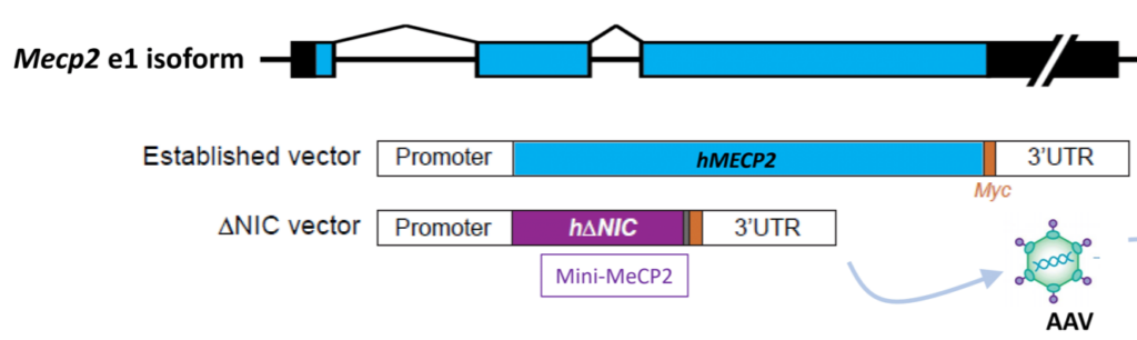 Image of schematic of MeCP2 gene