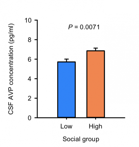 Bar graph showing CSF AVP concentration (pg/ml) for low and high social groups. The high group has a higher mean value. P value is 0.0071, indicating a significant difference. Error bars are shown for both groups.
