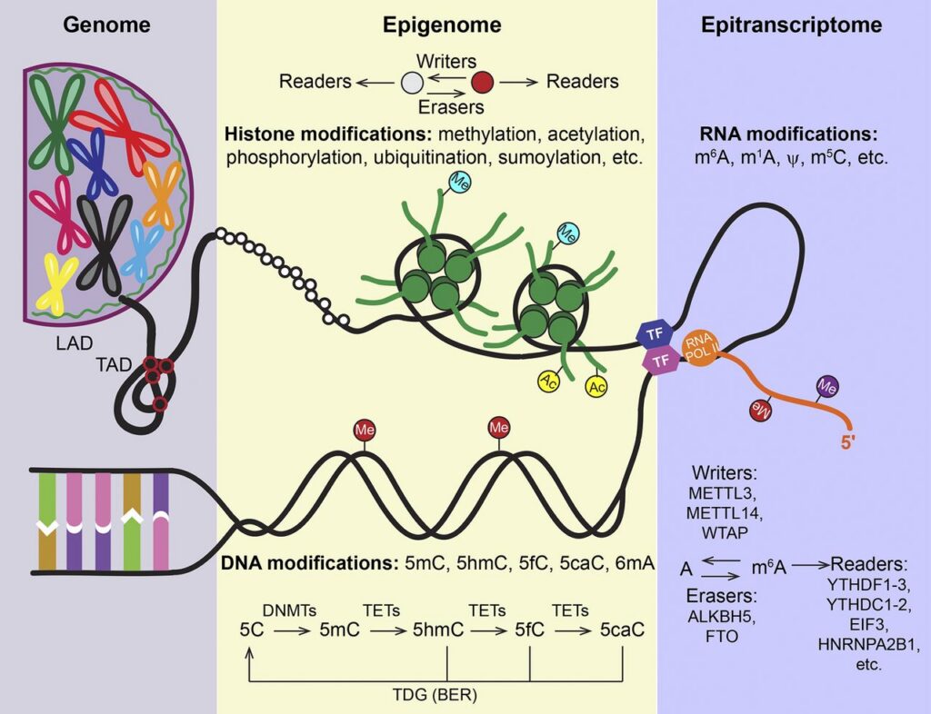 Diagram illustrating genome, epigenome, and epitranscriptome regulation, showing DNA, RNA, histone modifications, involved enzymes, and modifications such as methylation and acetylation, with labeled components and molecular structures.