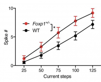 Line graph showing Spike # vs. Current steps. Foxp1+/- (red) has higher spikes than WT (black) at all steps. Error bars shown; significant difference noted at 75 current steps.