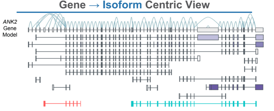 Diagram of ANK2 gene isoforms, showing multiple transcript variants with exons as boxes, introns as lines, and different colors representing unique exon usage patterns. Isoform diversity is visually highlighted.