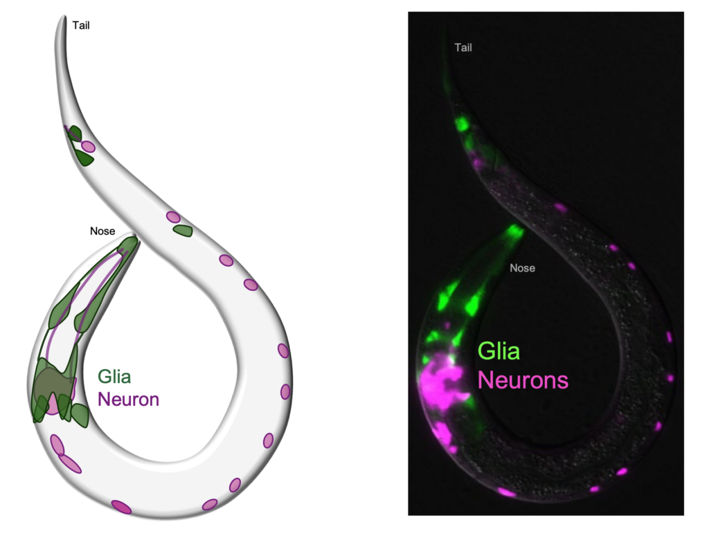 Two images of a worm are shown. The left is an illustration labeling glia (green) and neurons (pink), while the right shows a fluorescent microscope image with green glia and pink neurons labeled Glia and Neurons..