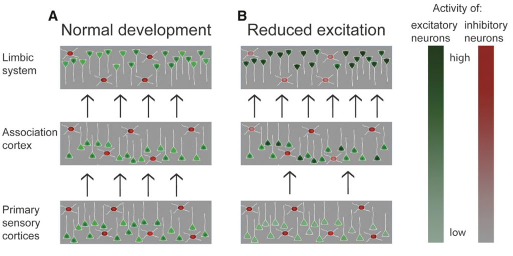 Diagram comparing normal and reduced excitation in brain regions. Excitatory (green) and inhibitory (red) neurons are shown, with altered activity patterns in limbic, association, and primary sensory cortices. Arrows indicate activity flow.
