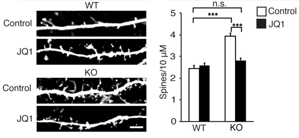 Microscope images of dendritic spines under control and JQ1 conditions in WT and KO samples. Bar graph shows JQ1 reduces spine density in KO but not WT. Asterisks indicate statistical significance.