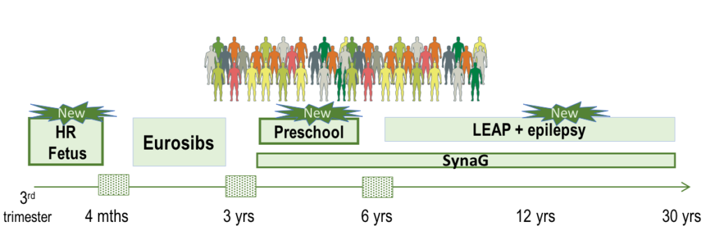 Timeline showing study phases: HR Fetus (3rd trimester), Eurosibs (4 months–3 years), Preschool (3–6 years), LEAP + epilepsy (6–12 years), and SynaG (3–30 years), with stylized people above.